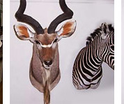 African Taxidermy Collection
