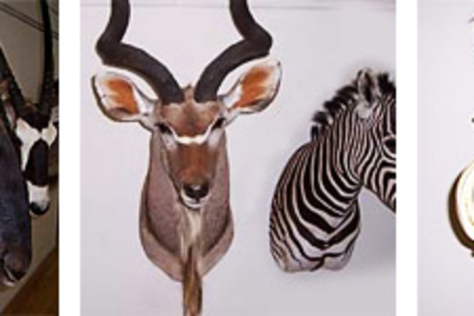 African Taxidermy Collection African Taxidermy Collection