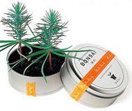 Bonsai Tree in a Can