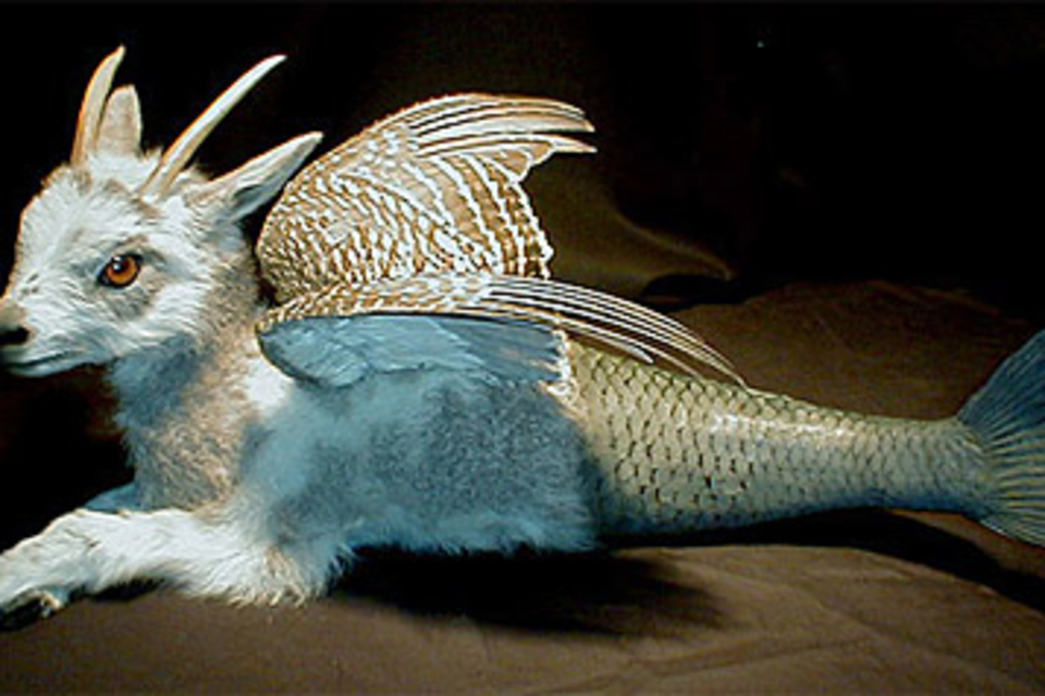 Custom Creature Taxidermy Custom Creature Taxidermy