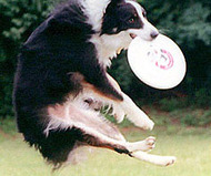 Canine Heritage Breed Test