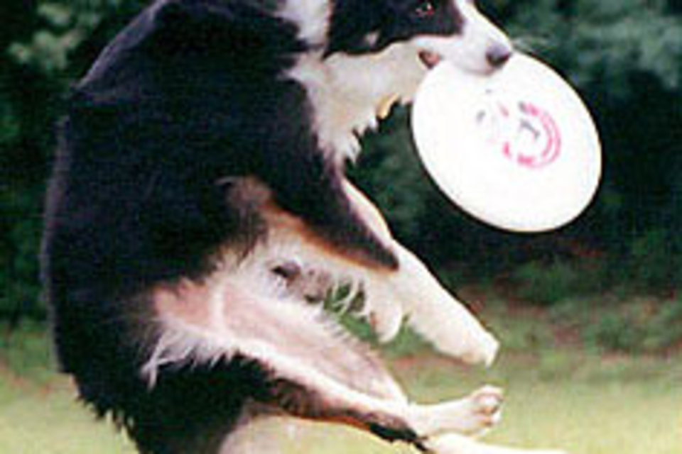 Canine Heritage Breed Test Canine Heritage Breed Test