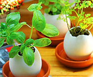 Eggling Planter
