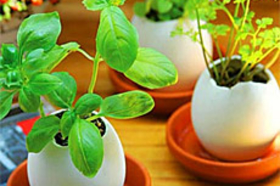 Eggling Planter Eggling Planter