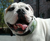 Global Pet Finder