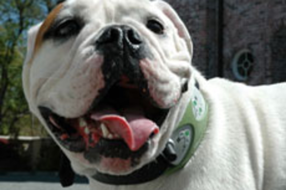 Global Pet Finder Global Pet Finder