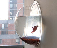Hanging Fish Pod