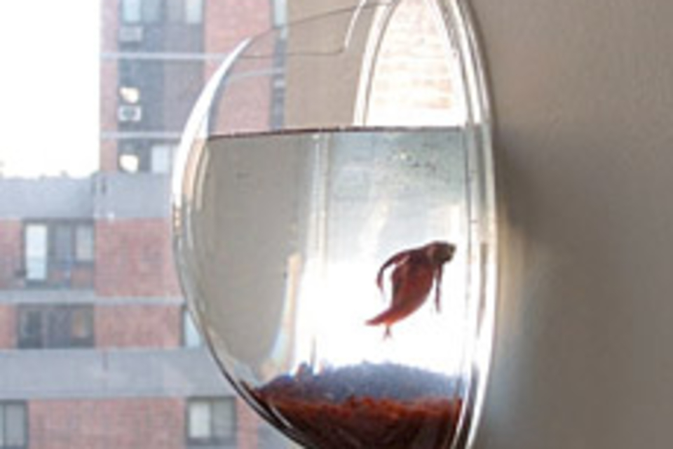 Hanging Fish Pod Hanging Fish Pod