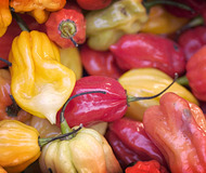 Hot Sauce of the Month Club
