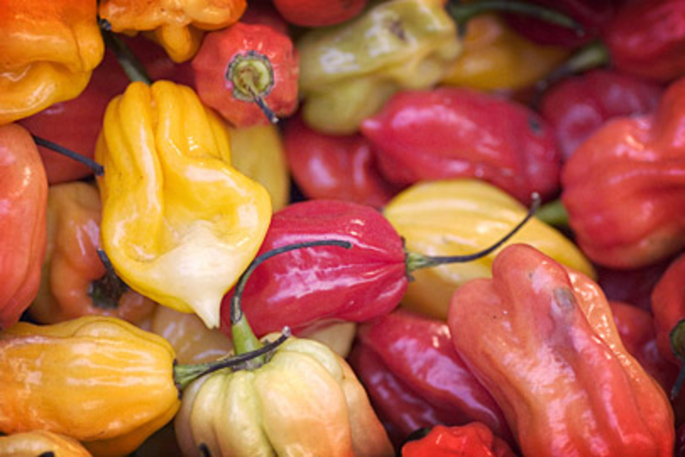Hot Sauce of the Month Club Hot Sauce of the Month Club