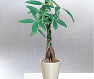 Money Tree