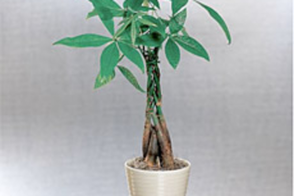 Money Tree Money Tree