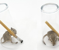 Mouse in a Pint