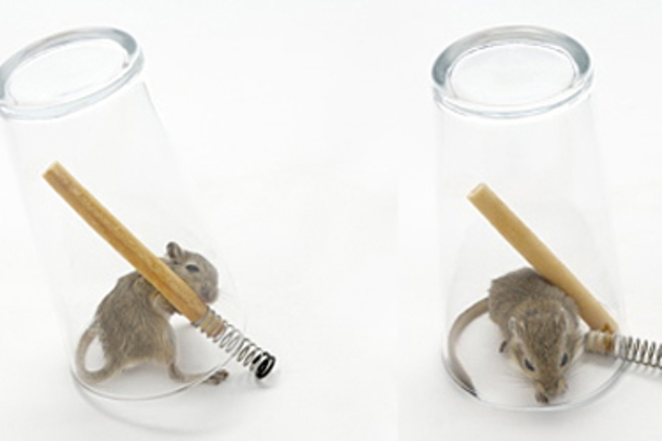 Mouse in a Pint Mouse in a Pint