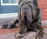 Neapolitan Mastiff
