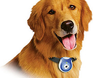 Pet's Eye View Digital Camera