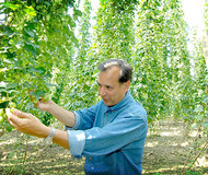 Samuel Adams Hopfenpflücken Adventure