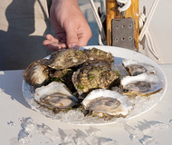 Island Creek Oysters