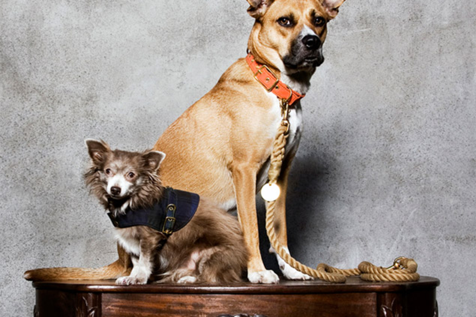 Found Collars & Leashes Found Collars & Leashes