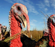 Good Shepherd Heritage Turkey