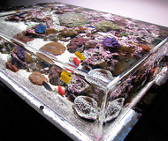 ZeroEdge Aquariums