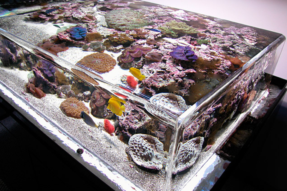 ZeroEdge Aquariums ZeroEdge Aquariums