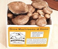 Portobello Mushroom Growing Kit