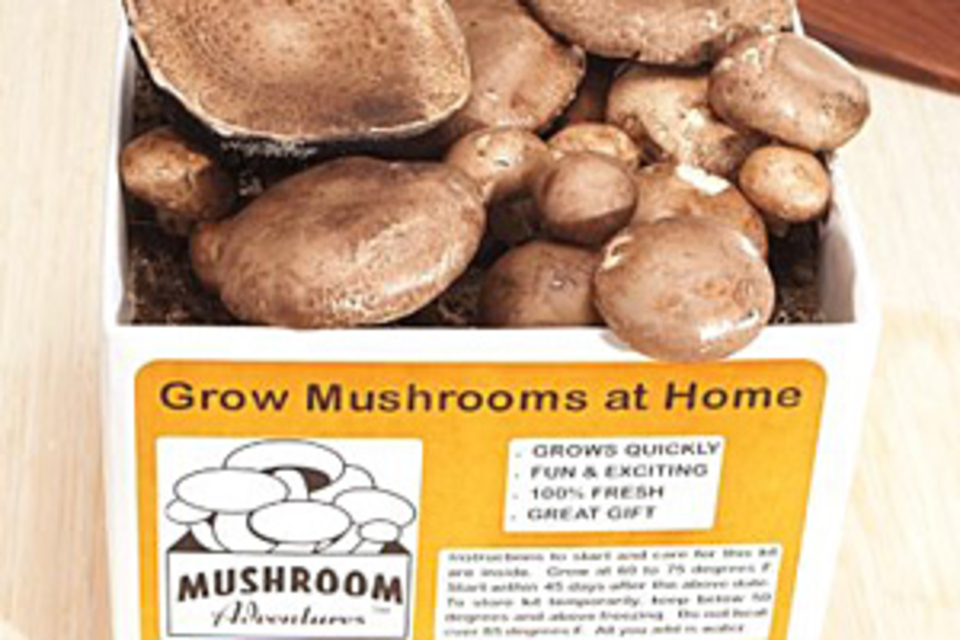 Portobello Mushroom Growing Kit Portobello Mushroom Growing Kit