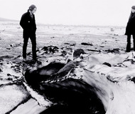 The White Stripes: Under Great White Northern Lights