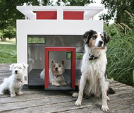Dog Mansions