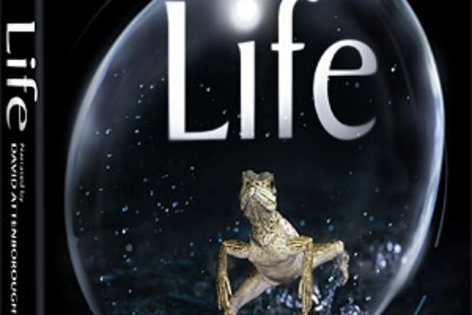 Life Life