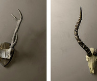 Cast Resin Horns & Antlers
