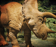 Animatronic Triceratops