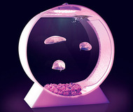 Jellyfish Tank