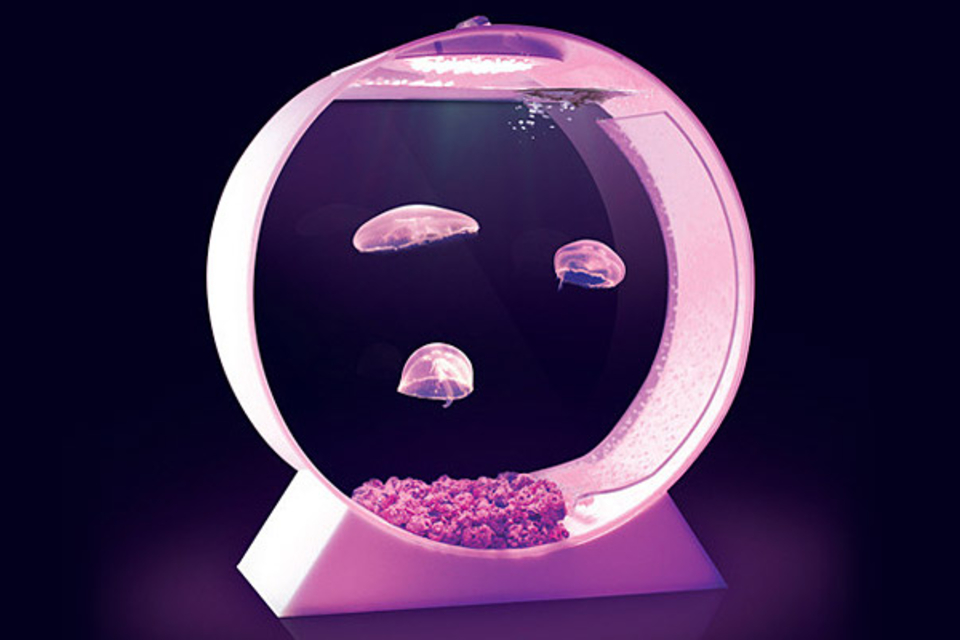 Jellyfish Tank Jellyfish Tank