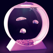 Jellyfish Tank