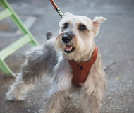 Chico & Dog Vest