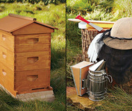 Backyard Beehive