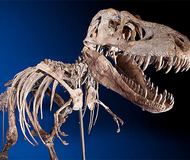 Tyrannosaurs Skeleton