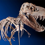Tyrannosaurs Skeleton