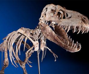 Tyrannosaurs Skeleton