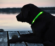 Glowdoggie LED Dog Collars