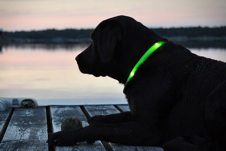 Glowdoggie LED Dog Collars