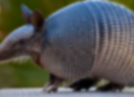 True Facts About The Armadillo