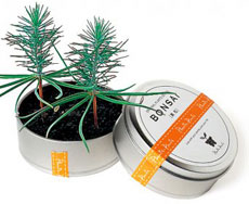 Bonsai Tree in a Can