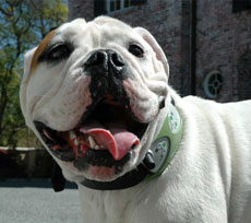 Global Pet Finder