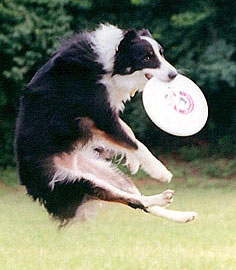 Canine Heritage Breed Test