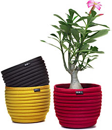 Beehive SoftBowls