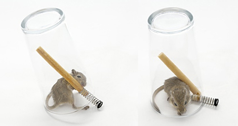 Mouse in a Pint
