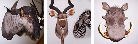 African Taxidermy Collection
